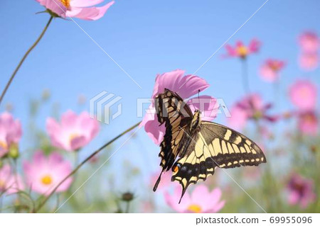 Swallowtail butterfly perching on cosmos under the blue sky 69955096