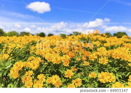 Blue sky and marigold 69955147