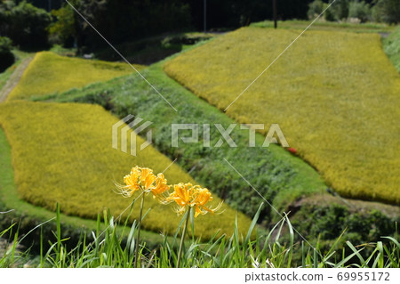 Golden Uchinari Rice Terrace Golden Uchinari Rice Terrace 69955172