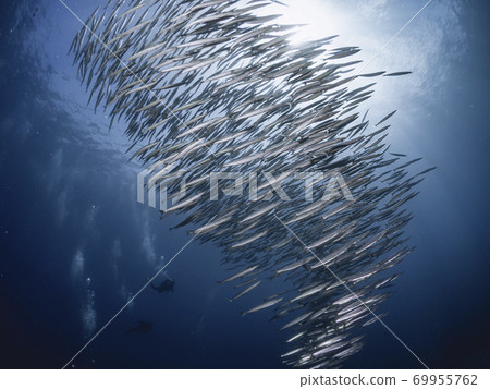 A group of camas 69955762