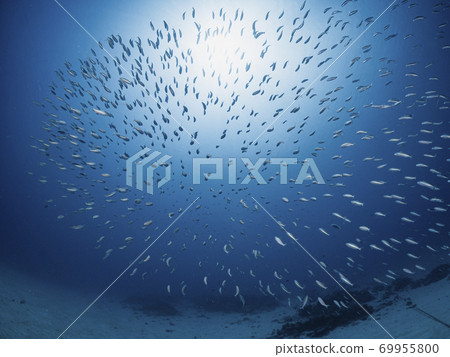 一群肌肉 69955800