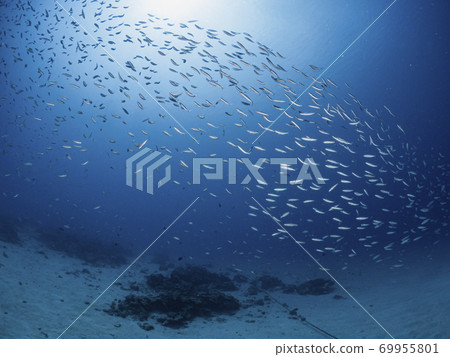 一群肌肉 69955801