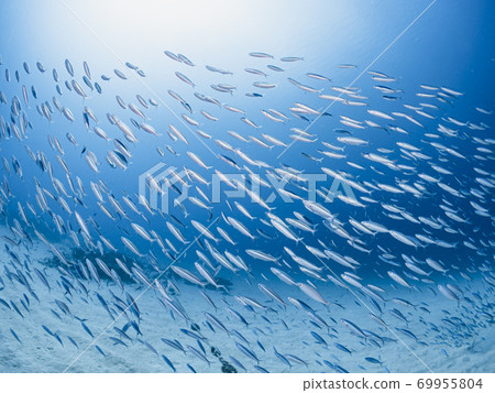 一群肌肉 69955804