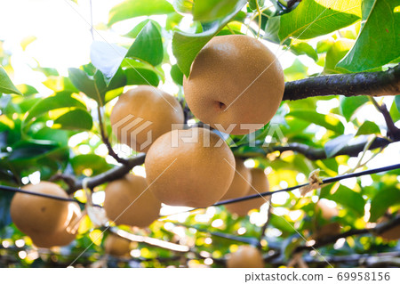 8月，日本千葉縣收穫前的梨田 69958156
