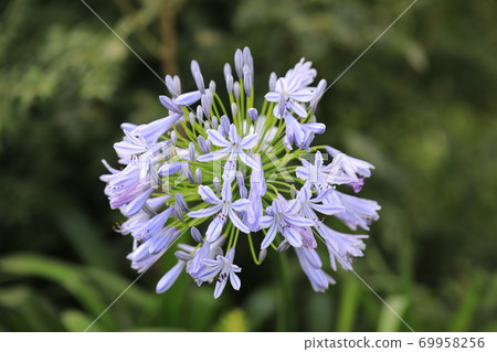  Agapanthus 69958256