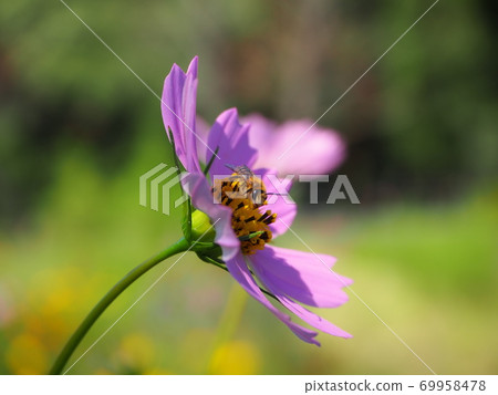 哈納蜜蜂棲息在宇宙上 69958478