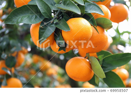 橘子田 橘子田 69958507