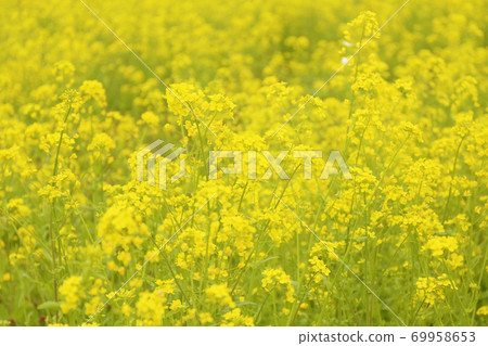 油菜花場染成黃色 69958653