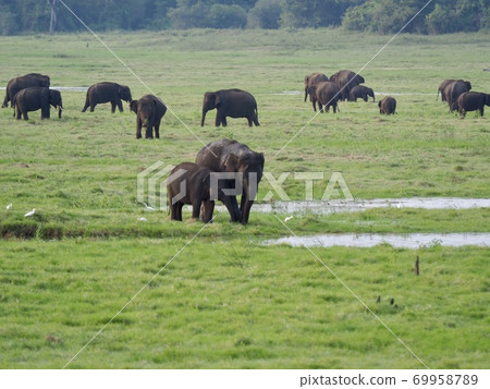 Elephants in Sri Lanka 69958789