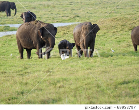 Elephants in Sri Lanka 69958797