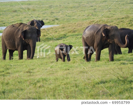 Elephants in Sri Lanka 69958799