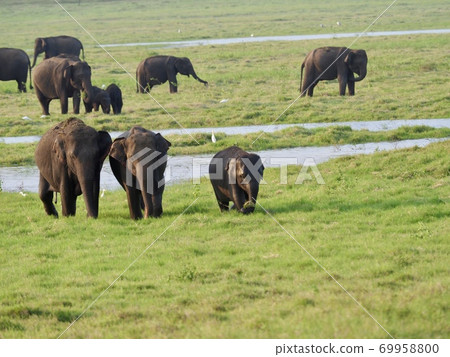 Elephants in Sri Lanka 69958800