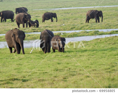 Elephants in Sri Lanka 69958805
