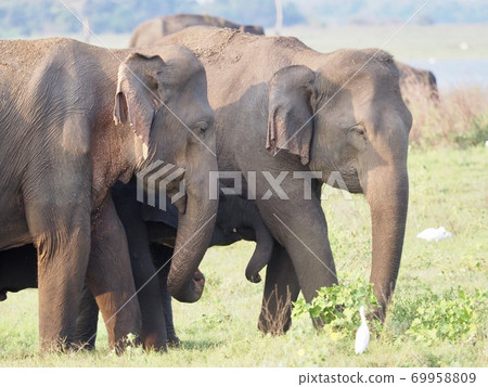 Elephants in Sri Lanka 69958809