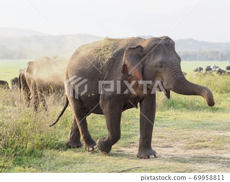Elephants in Sri Lanka 69958811