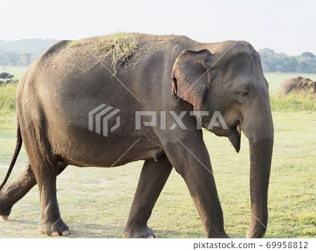 Elephants in Sri Lanka Elephants in Sri Lanka 69958812
