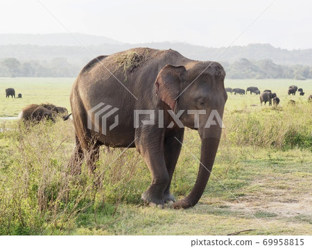 Elephants in Sri Lanka 69958815