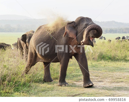 Elephants in Sri Lanka 69958816