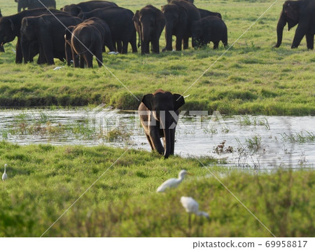 Elephants in Sri Lanka 69958817
