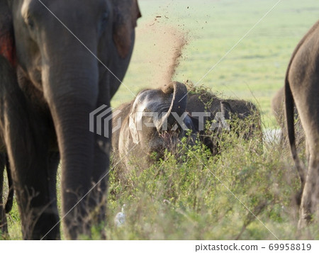 Elephants in Sri Lanka 69958819
