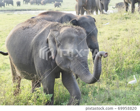 Elephants in Sri Lanka 69958820
