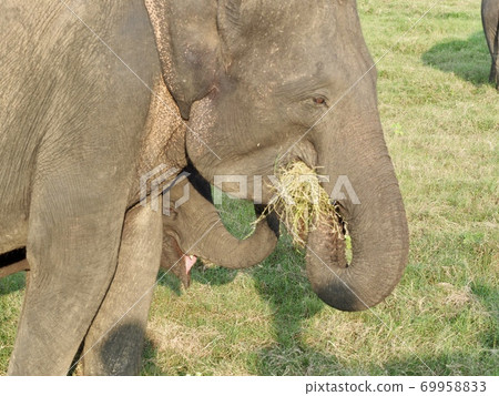 Elephants in Sri Lanka 69958833