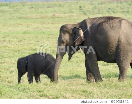 Elephants in Sri Lanka 69958841