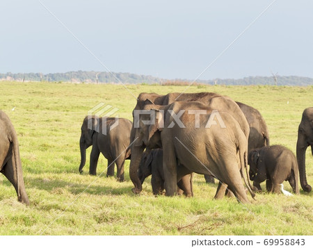 Elephants in Sri Lanka 69958843