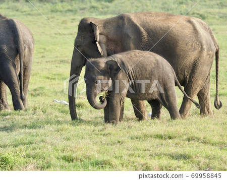 Elephants in Sri Lanka 69958845