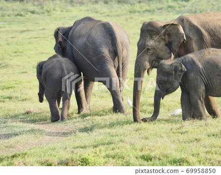 Elephants in Sri Lanka 69958850
