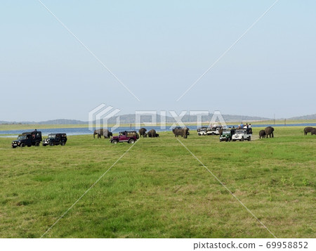 Elephants in Sri Lanka 69958852
