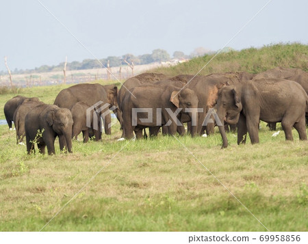 Elephants in Sri Lanka 69958856