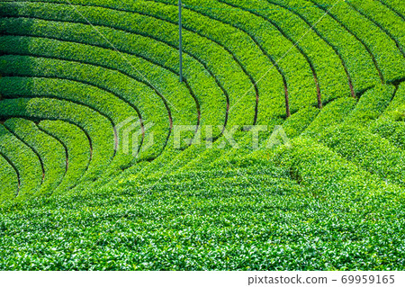 Uji Tea Village Harayama Tea Farm 69959165