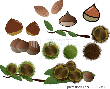 真實，可愛和簡單的栗子插圖集 69959415