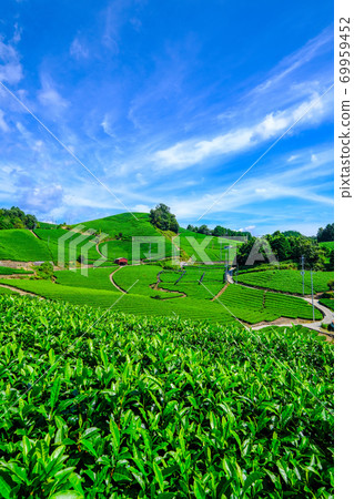 Uji Tea Village Ishitera Tea Farm 69959452