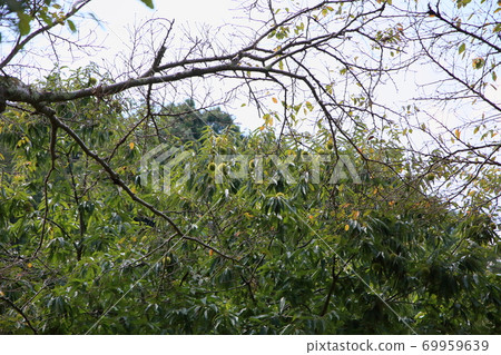 Chestnut fruit Chestnut fruit 69959639