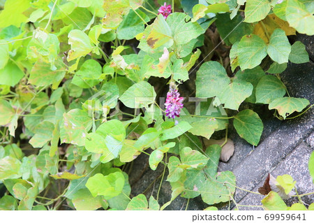猩紅色的花朵 猩紅色的花朵 69959641
