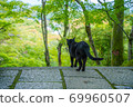 Cat  69960507