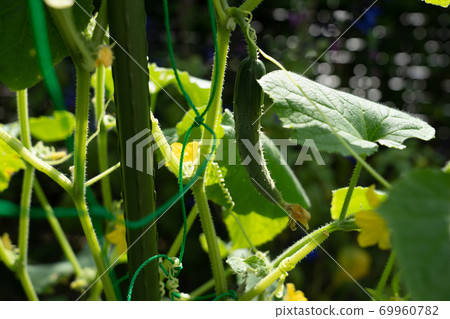Kitchen garden cucumber vegetables Kitchen garden cucumber vegetables 69960782