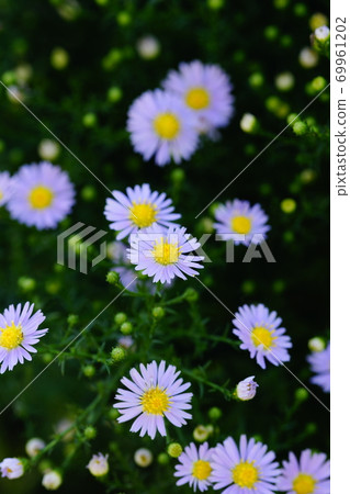 Peacock grass Peacock grass 69961202