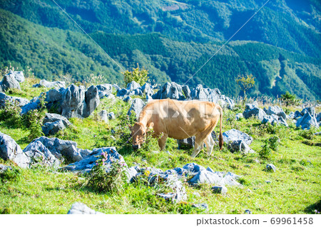 To eat grass To eat grass 69961458