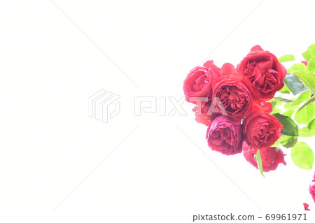 玫瑰白色背景 玫瑰白色背景 69961971