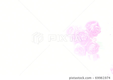 玫瑰白色背景 玫瑰白色背景 69961974