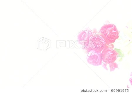 玫瑰白色背景 玫瑰白色背景 69961975