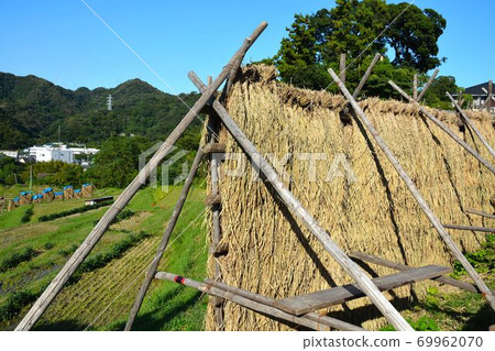 Hayama, 100 selections of rice terraces in autumn Hayama, 100 selections of rice terraces in autumn 69962070