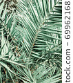 Large palm tropical leaves. Green background bor instastory, blog, post. Minimalism. 69962168