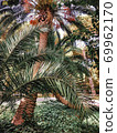 Tropical green leaves background, fern, palm and Monstera Deliciosa leaf on wall with dark toning, floral jungle pattern concept background, close up 69962170