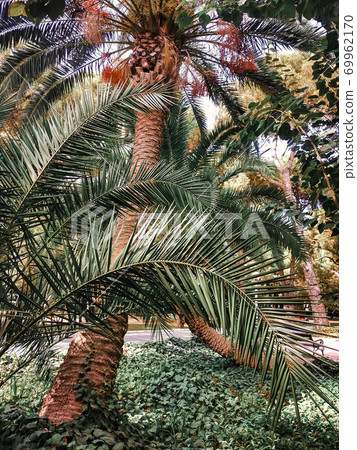 Tropical green leaves background, fern, palm and Monstera Deliciosa leaf on wall with dark toning, floral jungle pattern concept background, close up Tropical green leaves background, fern, palm and Monstera Deliciosa leaf on wall with dark toning, floral jungle pattern concept background, close up 69962170