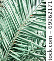 Large palm tropical leaves. Green background bor instastory, blog, post. Minimalism. 69962171