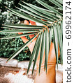 Large palm tropical leaves. Green background bor instastory, blog, post. Minimalism. 69962174